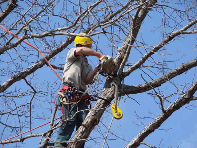 Services Tree Trimming