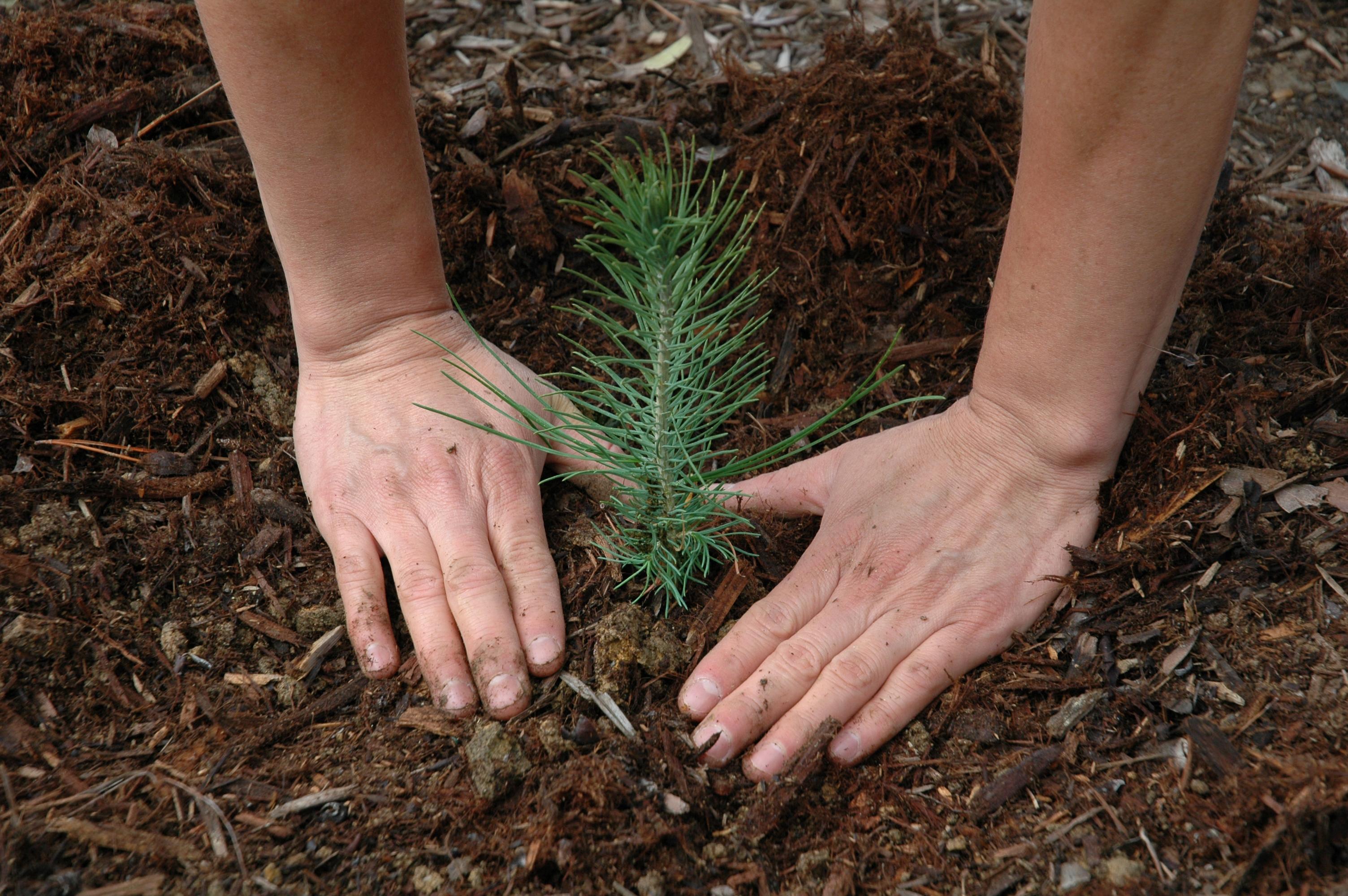 Tree Planting - Arborist Utah