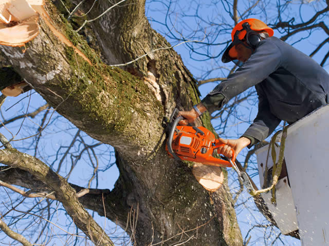 Services tree removal